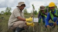 Kolaborasi PTBA-Pemerintah Lestarikan Habitat Burung dan Mangrove di Pulau Alanggantang