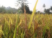 Kelompok Tani Tanjung Raja Berterima kasih Kepada PT Bukit Asam, Atas Di Berinya Pupuk Organik, Sehingga Hasil  Hasil Padi Meningkat