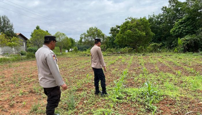 Kapolsek Madang Suku II IPTU Syahirul Alim Melakukan Pengecekan Penanaman Jagung di Lahan Pospol