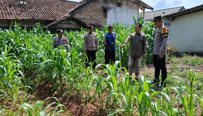 Polsek BP Peliung Cek Penanaman Lahan Jagung di Pospol Pemetung Basuki, Ini Kata Kapolsek!