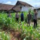 Polsek BP Peliung Cek Penanaman Lahan Jagung di Pospol Pemetung Basuki, Ini Kata Kapolsek!