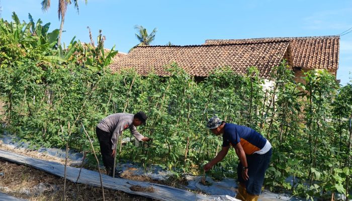 Dukung Program Pangan Nasional, Polsek BP Peliung Cek dan Kontrol Pertumbuhan Tanaman Sayur di Desa Pahang Asri