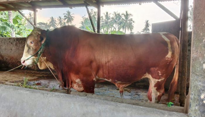 Hari Raya Idul Adha 1446 H, Presiden Prabowo Berikan Bantuan Sapi Kurban untuk Warga OKU Timur, Bobot Capai 1 Ton
