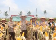 Kapolres Toni Kasmiri, Pimpin Langsung Panen Raya Jagung di Ikuti Jajaran Polres Lampung Selatan